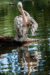 《绝区零》伊芙琳角色展示 | 以我之名